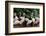 Group of Pink Flamingos-panda3800-Framed Photographic Print