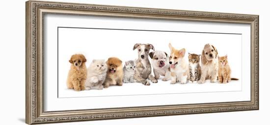 Group of Puppies and  Kitten of Different Breeds, Cat and Dog-Lilun-Framed Photographic Print