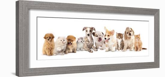 Group of Puppies and  Kitten of Different Breeds, Cat and Dog-Lilun-Framed Photographic Print