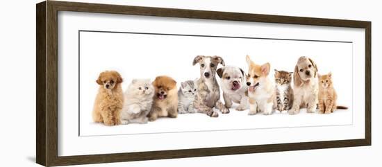 Group of Puppies and  Kitten of Different Breeds, Cat and Dog-Lilun-Framed Photographic Print