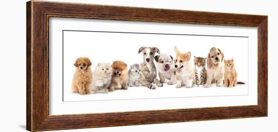 Group of Puppies and  Kitten of Different Breeds, Cat and Dog-Lilun-Framed Photographic Print