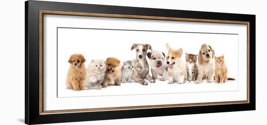 Group of Puppies and  Kitten of Different Breeds, Cat and Dog-Lilun-Framed Photographic Print