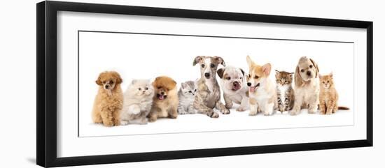 Group of Puppies and  Kitten of Different Breeds, Cat and Dog-Lilun-Framed Photographic Print