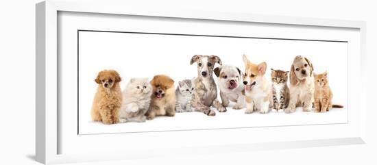 Group of Puppies and  Kitten of Different Breeds, Cat and Dog-Lilun-Framed Photographic Print