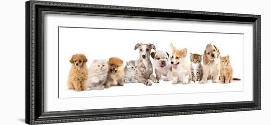 Group of Puppies and  Kitten of Different Breeds, Cat and Dog-Lilun-Framed Photographic Print