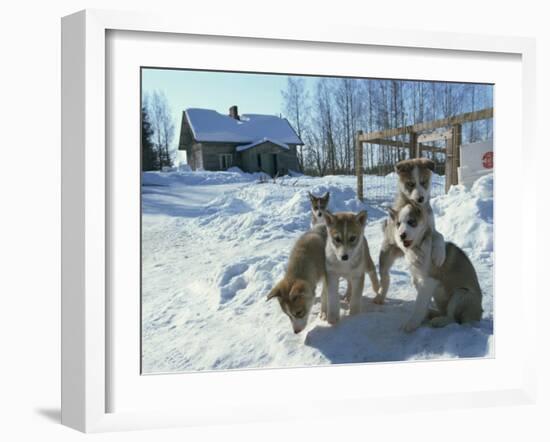 Group of Purebred Siberian Husky Pups at 8 Weeks at Vihari Kennels, Karelia, Finland, Scandinavia-Murray Louise-Framed Photographic Print