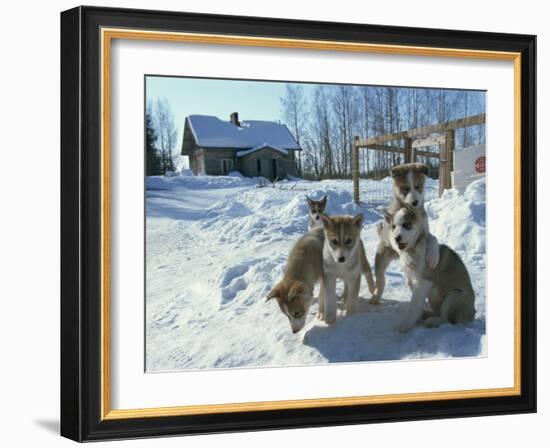 Group of Purebred Siberian Husky Pups at 8 Weeks at Vihari Kennels, Karelia, Finland, Scandinavia-Murray Louise-Framed Photographic Print