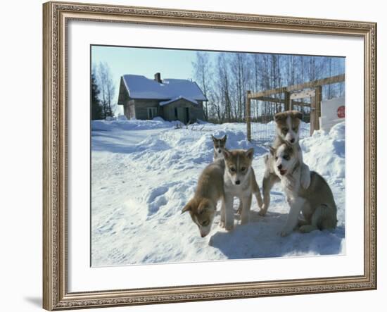 Group of Purebred Siberian Husky Pups at 8 Weeks at Vihari Kennels, Karelia, Finland, Scandinavia-Murray Louise-Framed Photographic Print