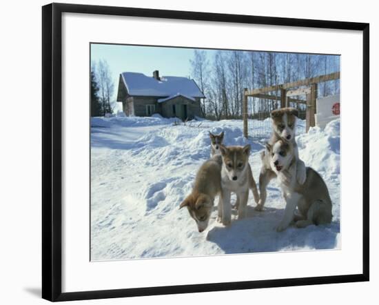 Group of Purebred Siberian Husky Pups at 8 Weeks at Vihari Kennels, Karelia, Finland, Scandinavia-Murray Louise-Framed Photographic Print