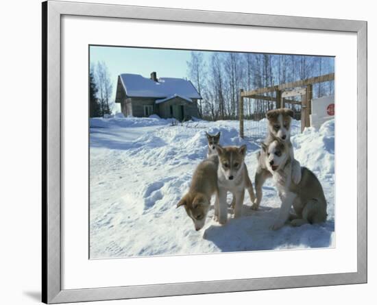 Group of Purebred Siberian Husky Pups at 8 Weeks at Vihari Kennels, Karelia, Finland, Scandinavia-Murray Louise-Framed Photographic Print