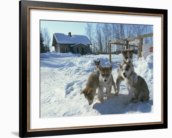 Group of Purebred Siberian Husky Pups at 8 Weeks at Vihari Kennels, Karelia, Finland, Scandinavia-Murray Louise-Framed Photographic Print