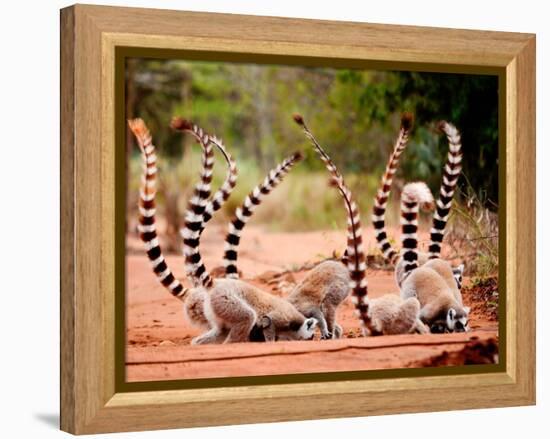 Group of Ringtailed Lemur, Lemur Catta, in Berenty Reserve Madagascar Eating Soil for Detoxificatio-Hajakely-Framed Premier Image Canvas