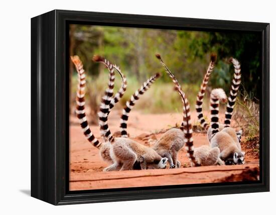 Group of Ringtailed Lemur, Lemur Catta, in Berenty Reserve Madagascar Eating Soil for Detoxificatio-Hajakely-Framed Premier Image Canvas