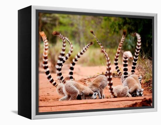 Group of Ringtailed Lemur, Lemur Catta, in Berenty Reserve Madagascar Eating Soil for Detoxificatio-Hajakely-Framed Premier Image Canvas