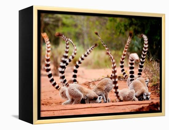 Group of Ringtailed Lemur, Lemur Catta, in Berenty Reserve Madagascar Eating Soil for Detoxificatio-Hajakely-Framed Premier Image Canvas