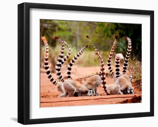 Group of Ringtailed Lemur, Lemur Catta, in Berenty Reserve Madagascar Eating Soil for Detoxificatio-Hajakely-Framed Photographic Print