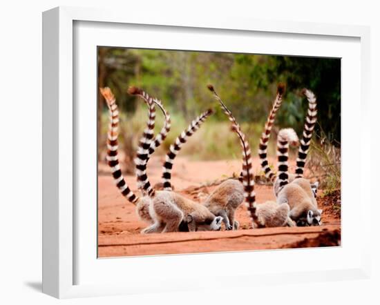 Group of Ringtailed Lemur, Lemur Catta, in Berenty Reserve Madagascar Eating Soil for Detoxificatio-Hajakely-Framed Photographic Print