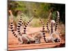 Group of Ringtailed Lemur, Lemur Catta, in Berenty Reserve Madagascar Eating Soil for Detoxificatio-Hajakely-Mounted Photographic Print