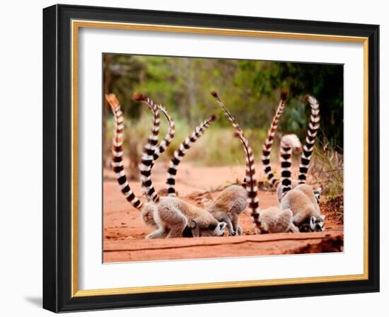 Group of Ringtailed Lemur, Lemur Catta, in Berenty Reserve Madagascar Eating Soil for Detoxificatio-Hajakely-Framed Photographic Print