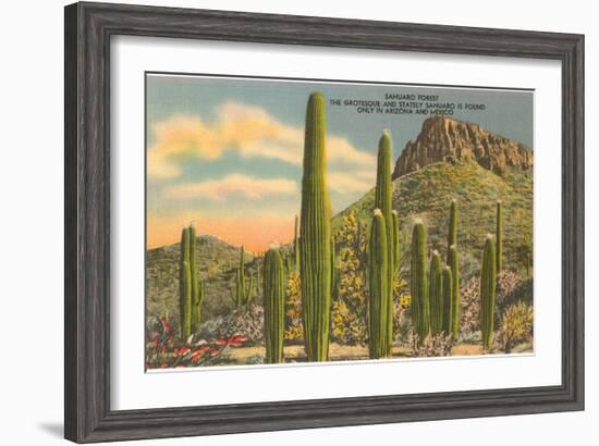 Group of Saguaro Cacti-null-Framed Art Print