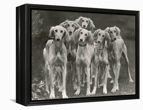 Group of Salukis Registered in Miss Doxford's First Litter by Sarona Kelb Ex Tazi of Ruritania Born-Thomas Fall-Framed Premier Image Canvas