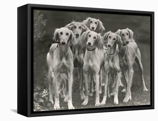 Group of Salukis Registered in Miss Doxford's First Litter by Sarona Kelb Ex Tazi of Ruritania Born-Thomas Fall-Framed Premier Image Canvas