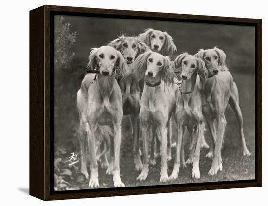 Group of Salukis Registered in Miss Doxford's First Litter by Sarona Kelb Ex Tazi of Ruritania Born-Thomas Fall-Framed Premier Image Canvas