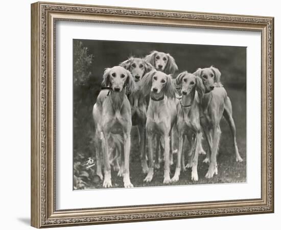 Group of Salukis Registered in Miss Doxford's First Litter by Sarona Kelb Ex Tazi of Ruritania Born-Thomas Fall-Framed Photographic Print