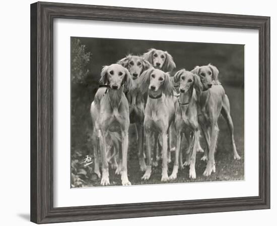 Group of Salukis Registered in Miss Doxford's First Litter by Sarona Kelb Ex Tazi of Ruritania Born-Thomas Fall-Framed Photographic Print