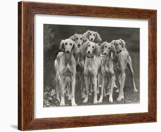 Group of Salukis Registered in Miss Doxford's First Litter by Sarona Kelb Ex Tazi of Ruritania Born-Thomas Fall-Framed Photographic Print