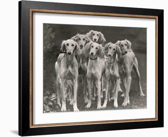 Group of Salukis Registered in Miss Doxford's First Litter by Sarona Kelb Ex Tazi of Ruritania Born-Thomas Fall-Framed Photographic Print