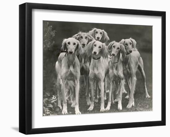 Group of Salukis Registered in Miss Doxford's First Litter by Sarona Kelb Ex Tazi of Ruritania Born-Thomas Fall-Framed Photographic Print