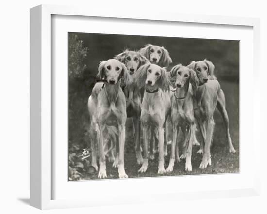 Group of Salukis Registered in Miss Doxford's First Litter by Sarona Kelb Ex Tazi of Ruritania Born-Thomas Fall-Framed Photographic Print