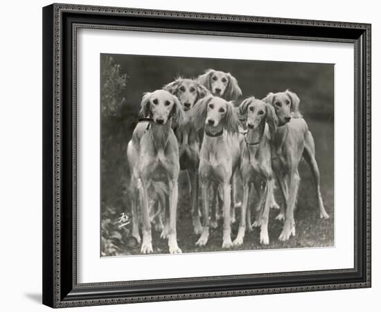 Group of Salukis Registered in Miss Doxford's First Litter by Sarona Kelb Ex Tazi of Ruritania Born-Thomas Fall-Framed Photographic Print