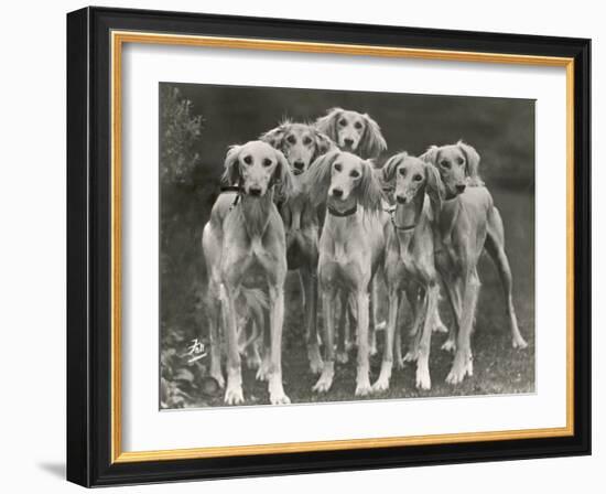 Group of Salukis Registered in Miss Doxford's First Litter by Sarona Kelb Ex Tazi of Ruritania Born-Thomas Fall-Framed Photographic Print