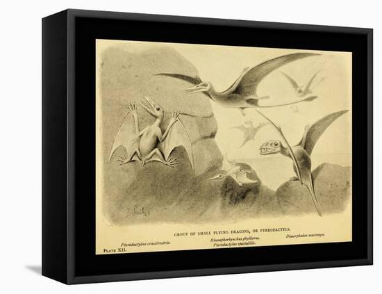 Group Of Small Flying Dragons, Or Pterodactyls-Joseph Smit-Framed Stretched Canvas