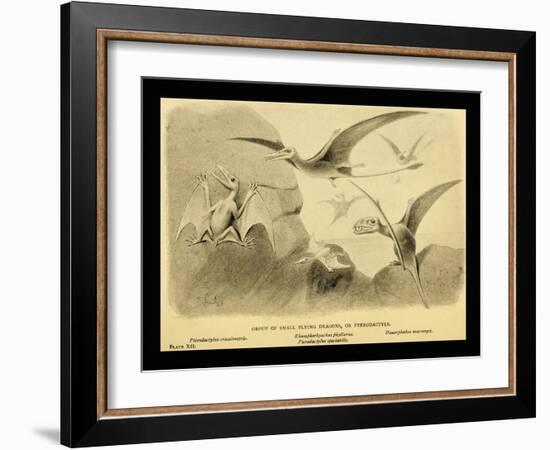 Group Of Small Flying Dragons, Or Pterodactyls-Joseph Smit-Framed Art Print