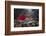 Group Of Sockeye Salmon (Oncorhynchus Nerka) In Their Spawning River-Alex Mustard-Framed Photographic Print