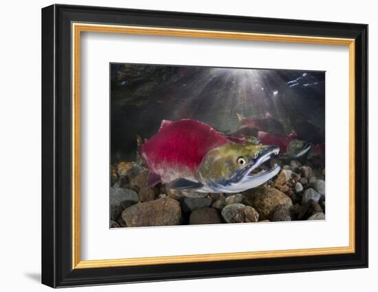 Group Of Sockeye Salmon (Oncorhynchus Nerka) In Their Spawning River-Alex Mustard-Framed Photographic Print