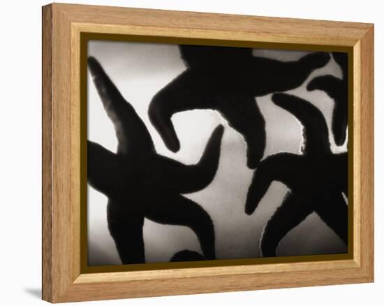 Group of Starfish-Henry Horenstein-Framed Premier Image Canvas