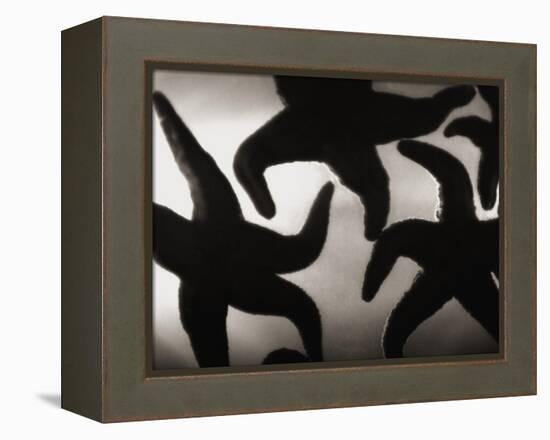 Group of Starfish-Henry Horenstein-Framed Premier Image Canvas