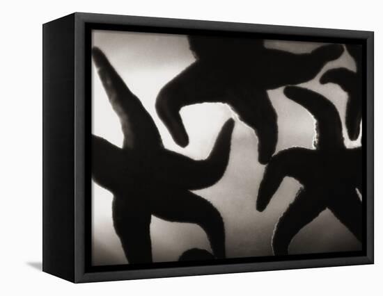 Group of Starfish-Henry Horenstein-Framed Premier Image Canvas