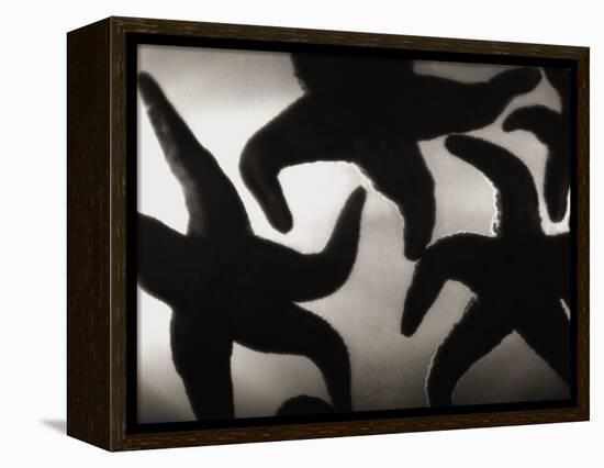 Group of Starfish-Henry Horenstein-Framed Premier Image Canvas