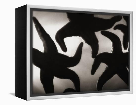 Group of Starfish-Henry Horenstein-Framed Premier Image Canvas