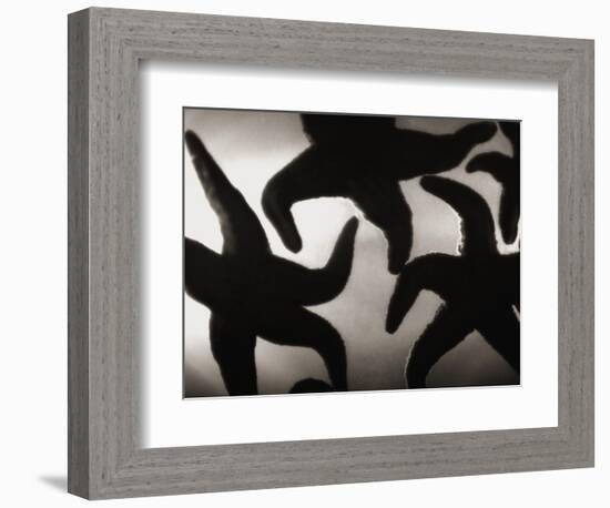 Group of Starfish-Henry Horenstein-Framed Photographic Print
