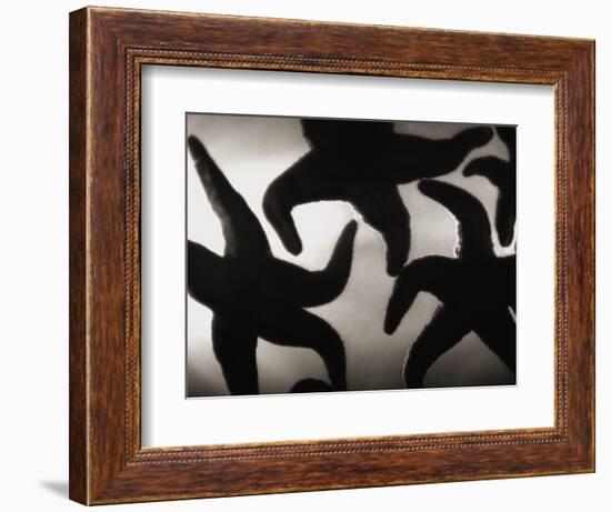 Group of Starfish-Henry Horenstein-Framed Photographic Print