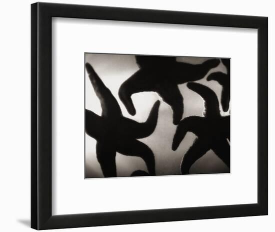 Group of Starfish-Henry Horenstein-Framed Photographic Print