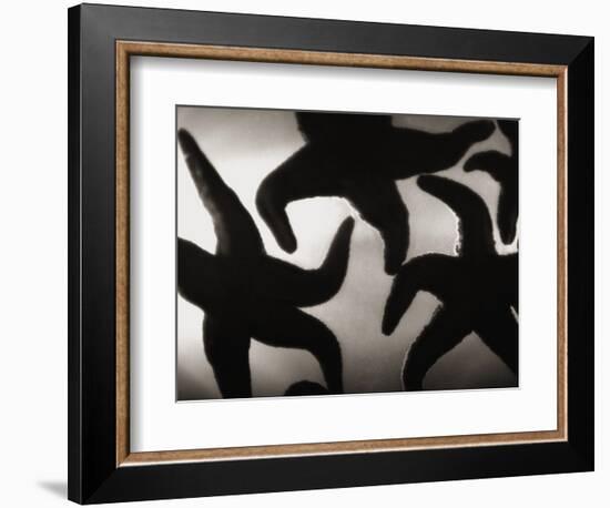 Group of Starfish-Henry Horenstein-Framed Photographic Print