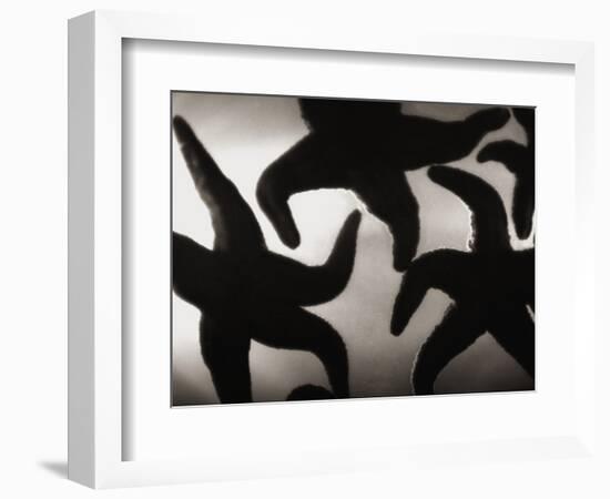 Group of Starfish-Henry Horenstein-Framed Photographic Print