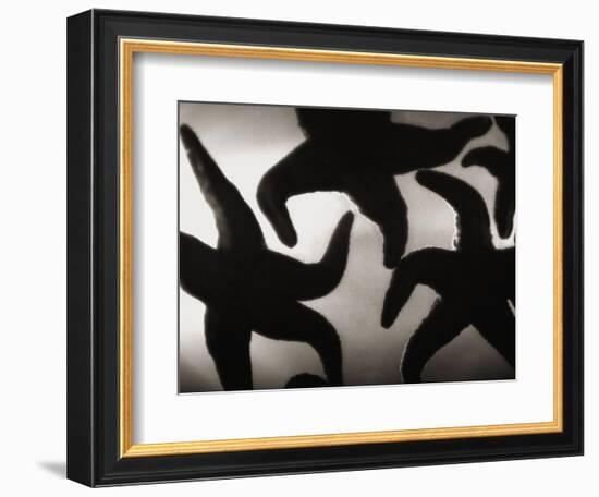 Group of Starfish-Henry Horenstein-Framed Photographic Print